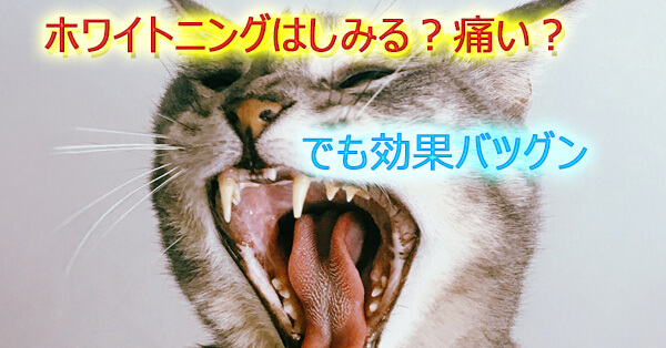 ホワイトニングで歯がしみる猫